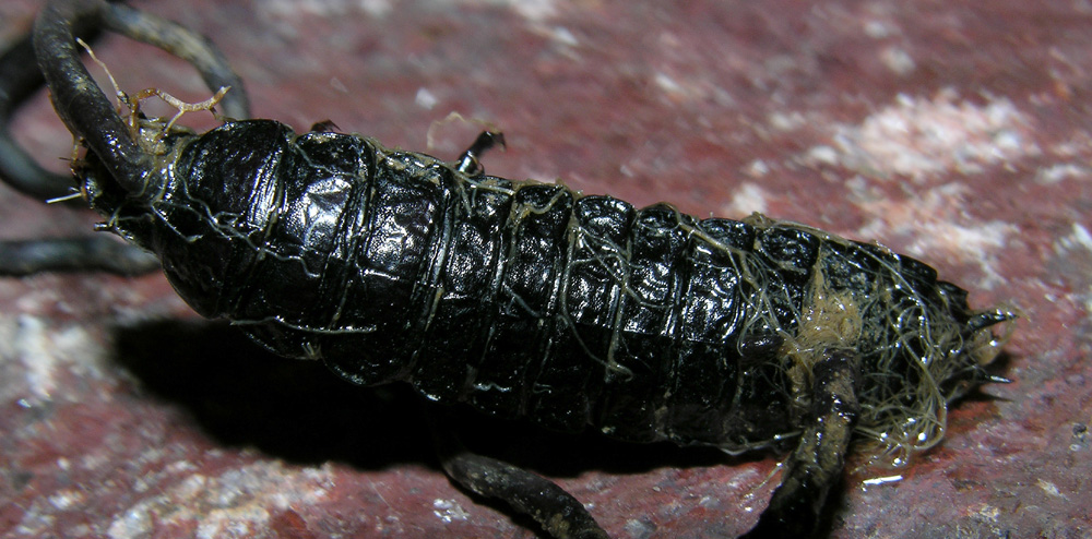 Ophiocordyceps entomorrhiza (Dicks.) G.H. Sung, J.M. Sung, H